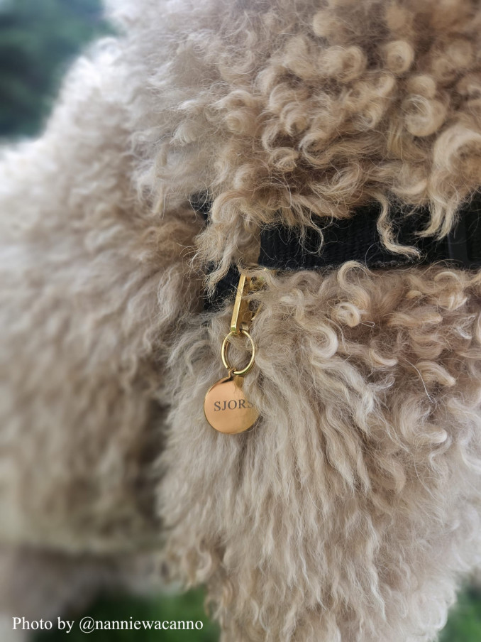 hondenpenning goud aan halsband