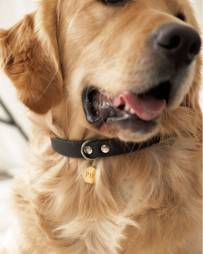 De hond draagt zijn halsband met daaraan een graveerbare dierenpenning