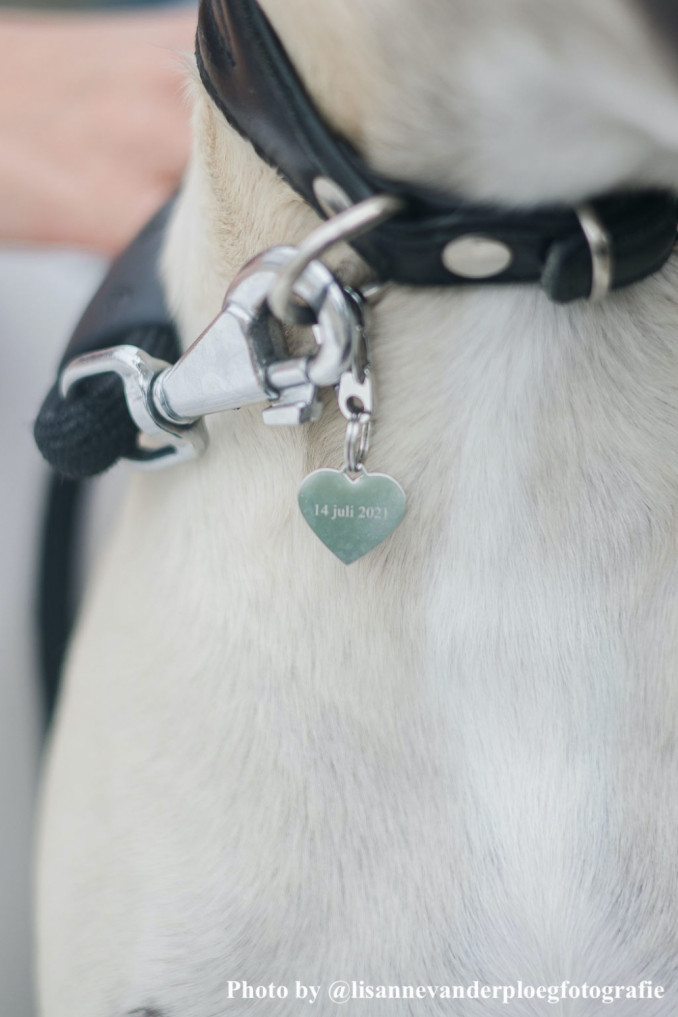 Hond draagt hondenpenning hartje aan halsband