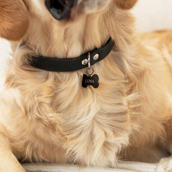 De hond draagt een halsband met daaraan de graveerbare hondenpenning