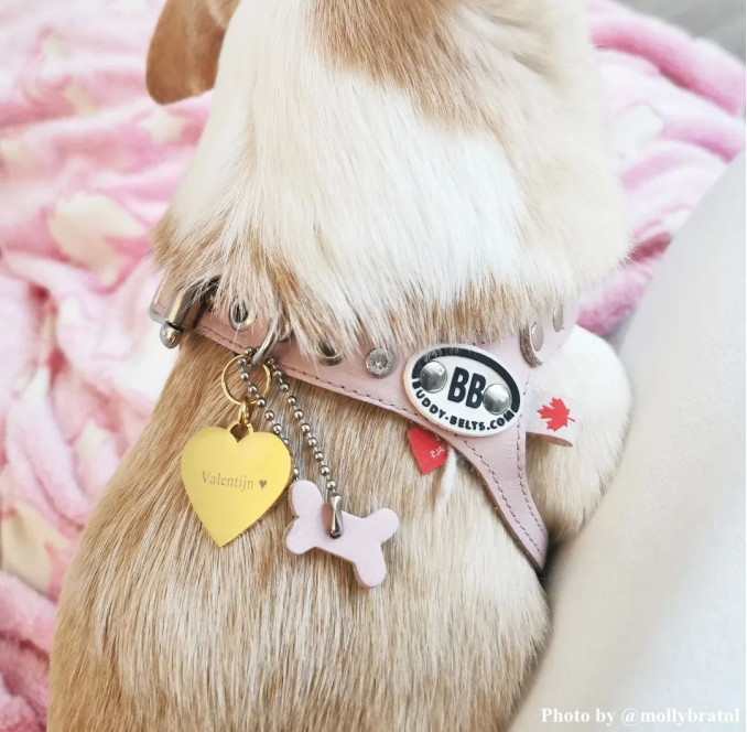 Penning hond graveerbaar hart kleur goud