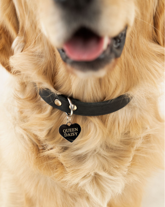 Hond met zwarte penning aan halsband