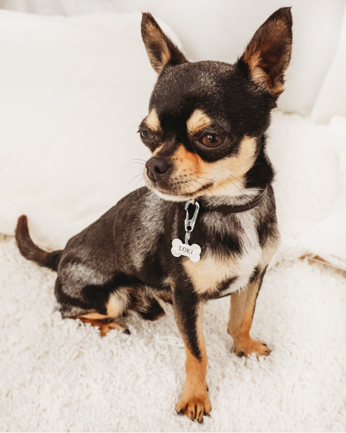 Chihuahua draagt zilveren hondenpenning in de vorm van een botje