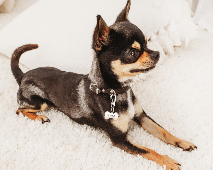 Chihuahua met zilveren botjes hondenpenning