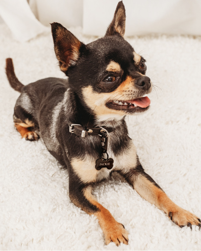 Chihuahua draagt kleine zwarte hondenpenning in de vorm van een botje