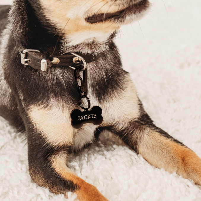 Chihuahua met zwarte hondenpenning met gravering