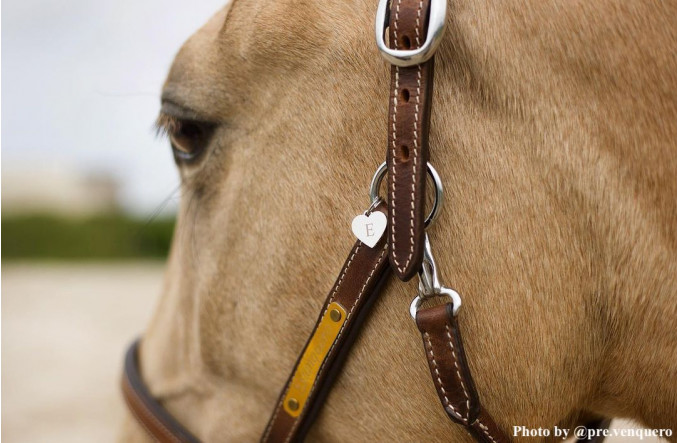 Paarden influencer deelt paardenpenning