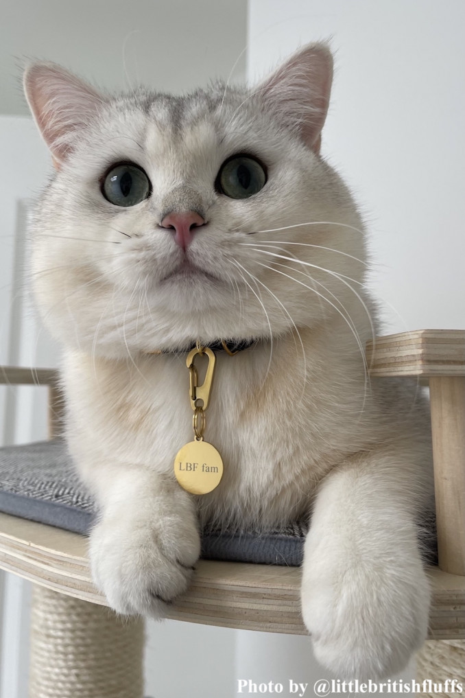 Kat draagt gouden kattenpenning aan halsbandje