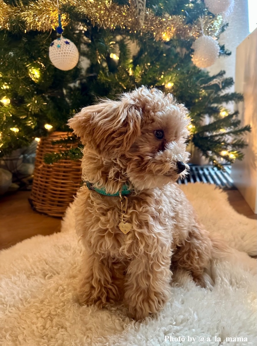 influencer hondje draagt goudkleurige hondenpenning met de naam Kiki en een hartje erin gegraveerd voor de kerstboon