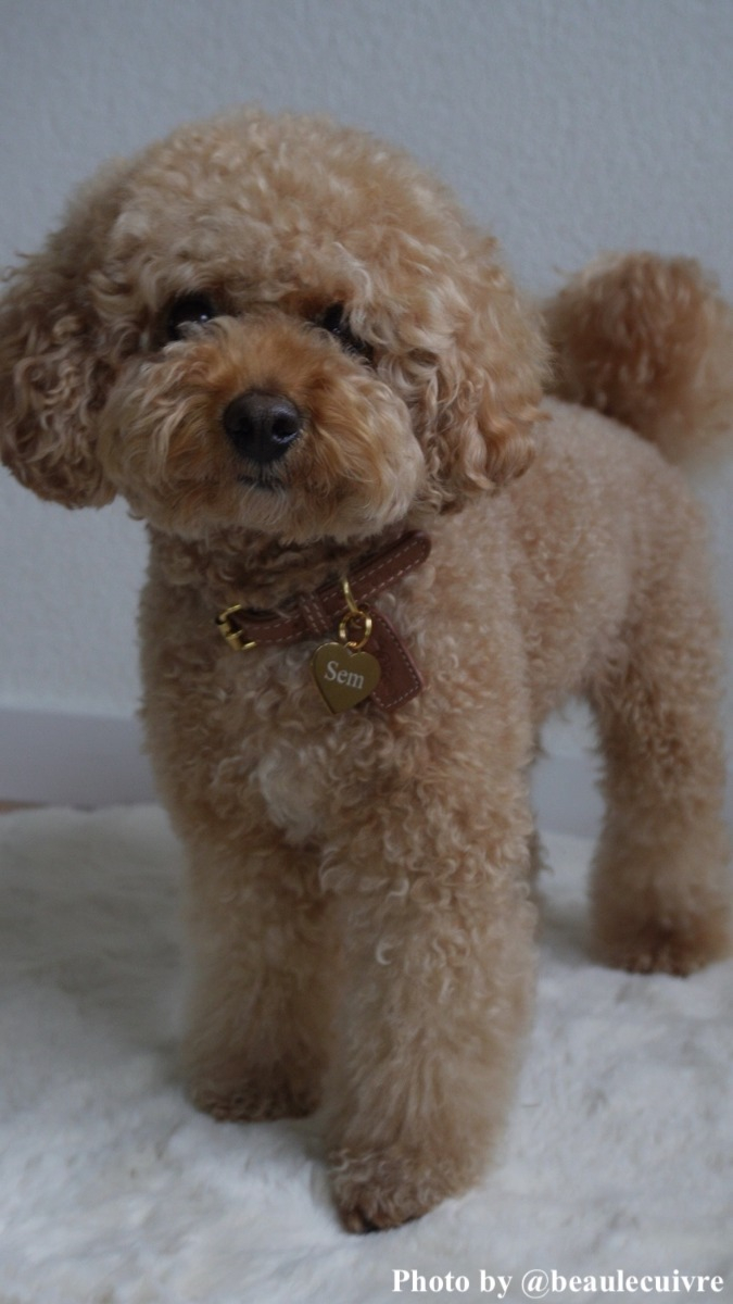 Influencer hond Sem draagt hondenpenning