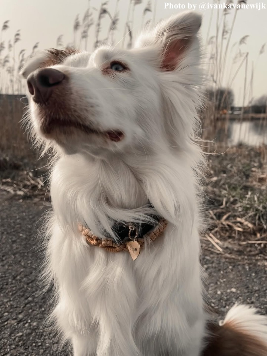Hond met gouden karabijnsluiting