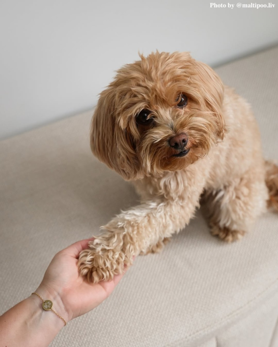 Influencer puppy