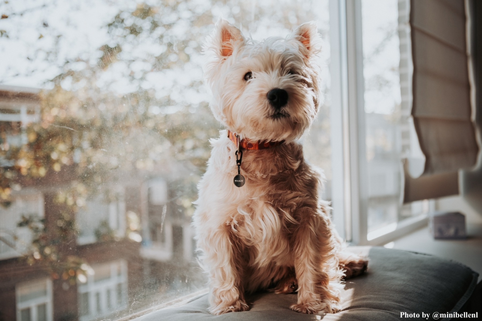 influencer foto van hondje