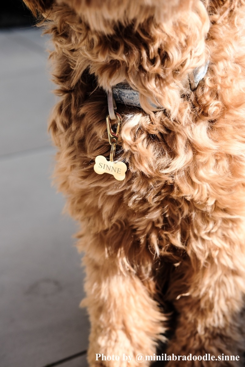 Hondje met karabijnsluiting