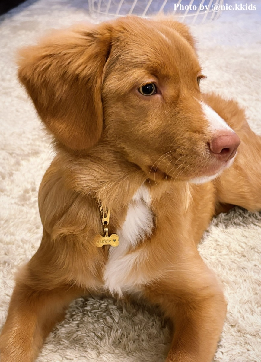 influencer hondje gouden hondenpenning