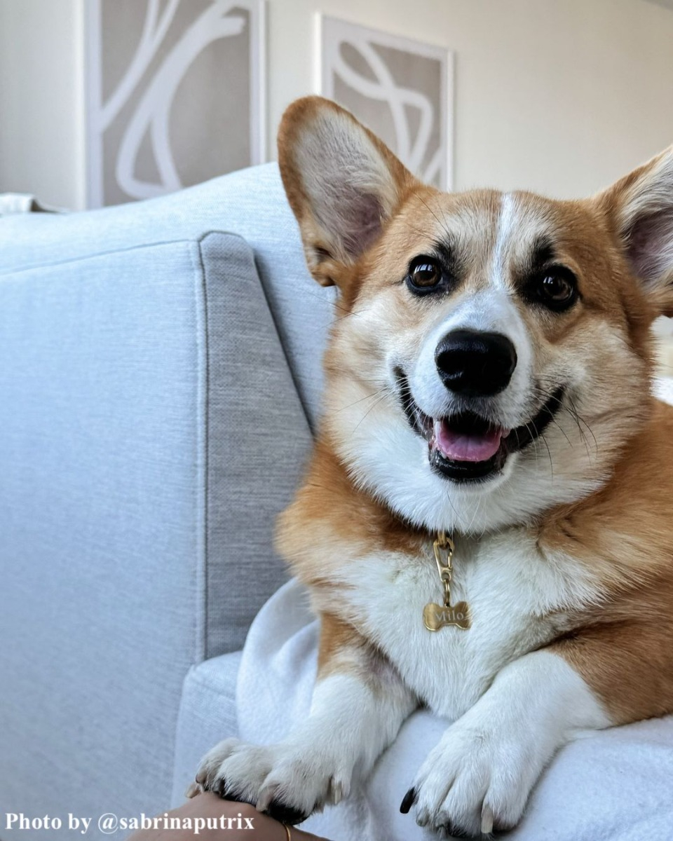 Hondje met hondenpenning