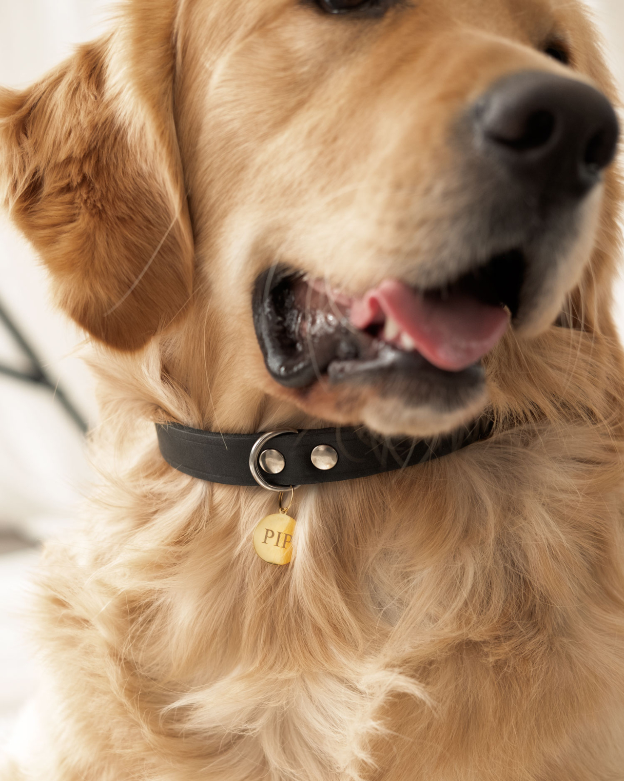 De hond draagt zijn halsband met daaraan een graveerbare dierenpenning