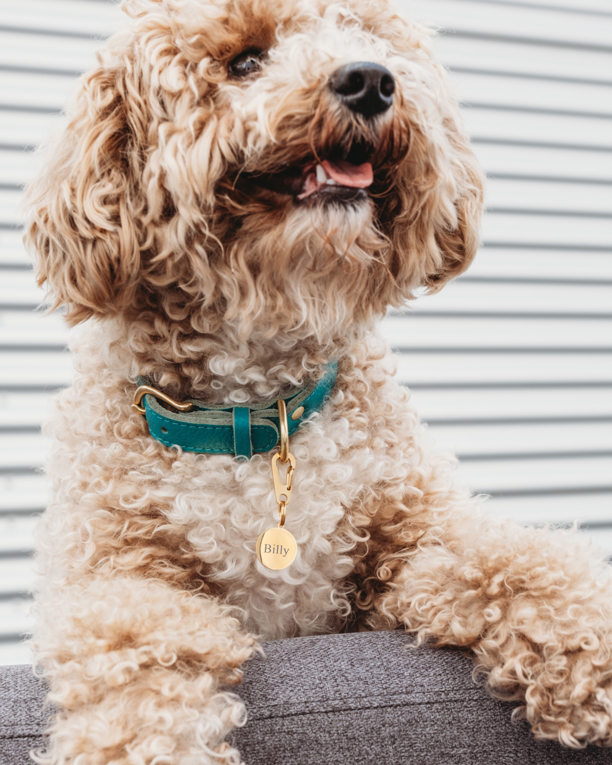 Hond draagt graveerbare hondenpenning