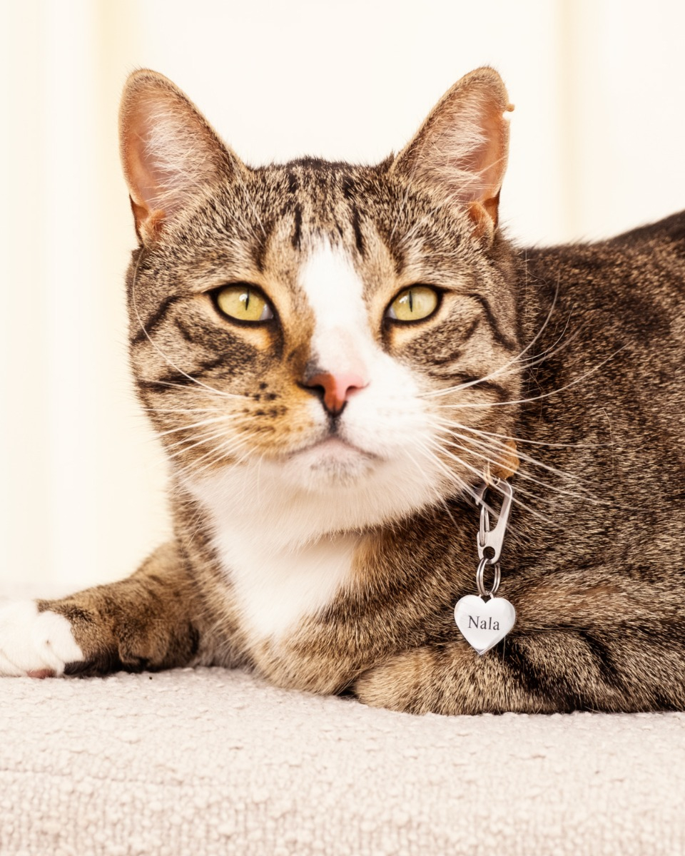 bruine kat met hartjes kattenpenning met naam gegraveerd