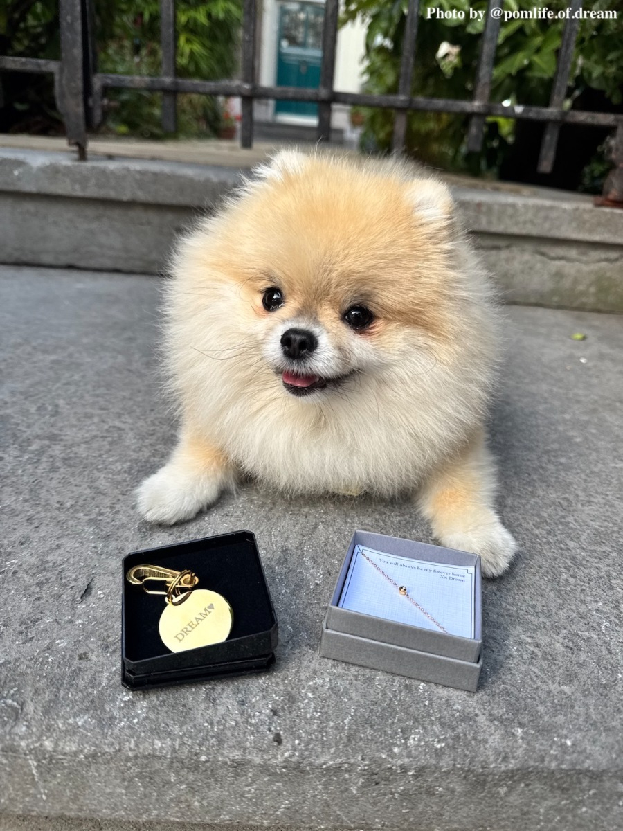 Influencer puppy