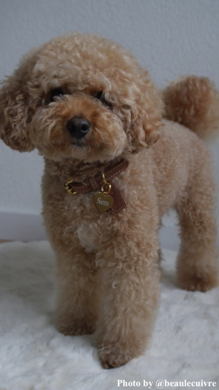 Influencer hond Sem draagt hondenpenning