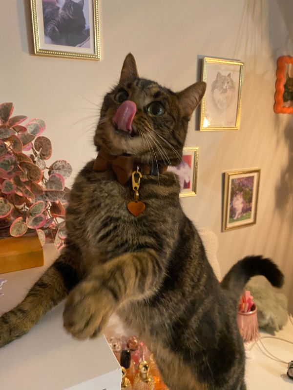 kat met de kattenpenning van DRKS 