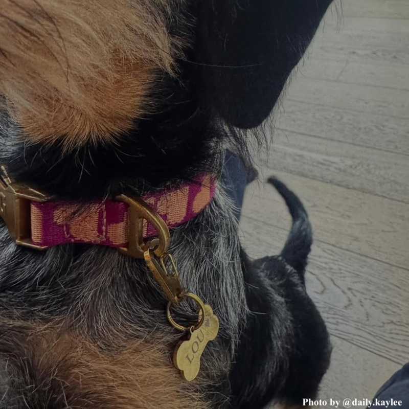 Hond met graveerbare gouden halsband