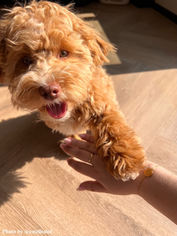 Influencer draagt gouden armband met hondenpootafdruk