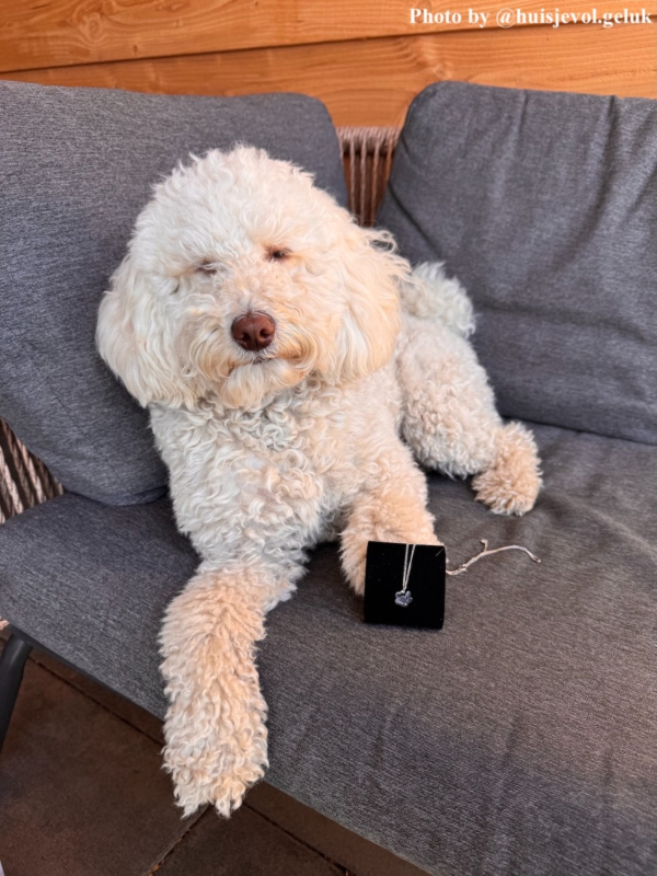 Hond met zilverkleurige hondenpoot ketting