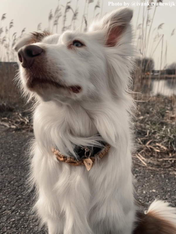 Hond met gouden karabijnsluiting
