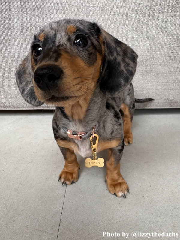 teckel met gouden penning