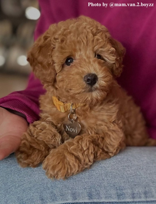 klein hondje draagt penning