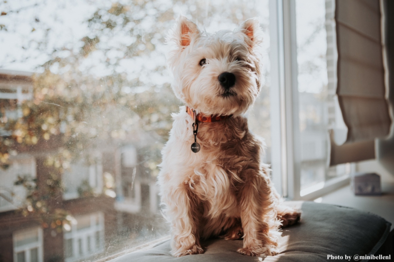 influencer foto van hondje