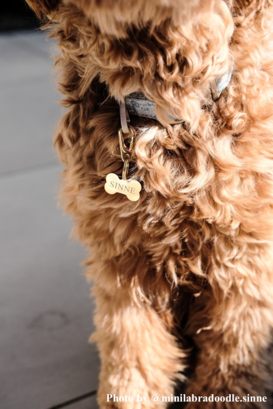 Hondje met karabijnsluiting