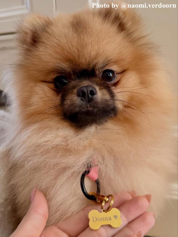 Hondje met gouden hondenpenning