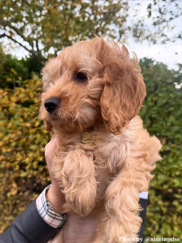 hondje draagt penning goudkleurig