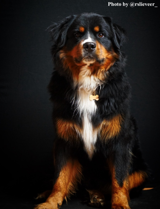 Mooie hond influencer draagt penning