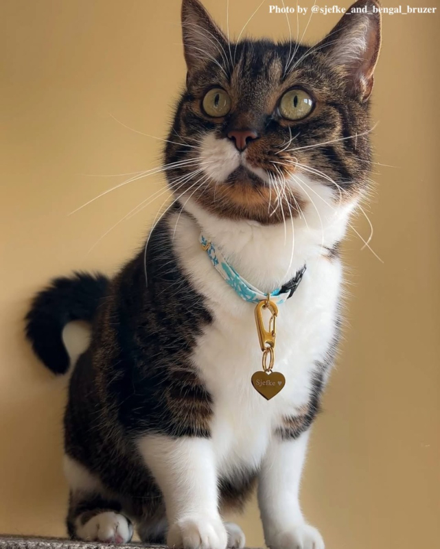 Influencer kat