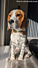 Beagle met een DRKS hondenpenning