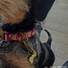 Hond met graveerbare gouden halsband