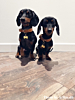 Twee hondjes met penning