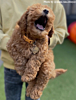 Penning hond graveerbaar hart