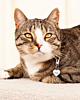 bruine kat met hartjes kattenpenning met naam gegraveerd