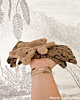 Armband leopard steentje goud kleurig