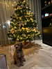 influencer hond