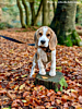 Hondje met hondenpenning van DRKS