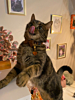 kat met de kattenpenning van DRKS 