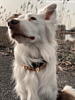 Hond met gouden karabijnsluiting