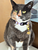 Influencer kat