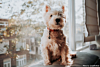 influencer foto van hondje